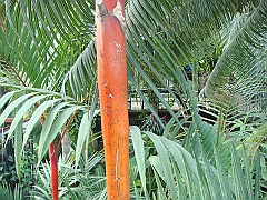 320 Longwood Gardens [2008 August 23]